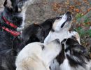 hundetraining gassiservice