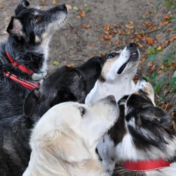 hundetraining gassiservice