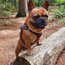 hundetraining gassiservice