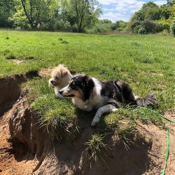 hundetraining gassiservice