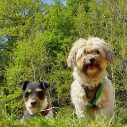 hundetraining gassiservice