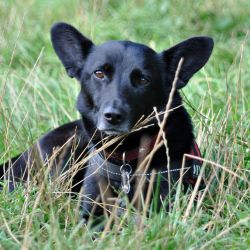 hundetraining gassiservice