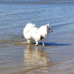 hundetraining gassiservice