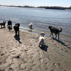 hundetraining gassiservice