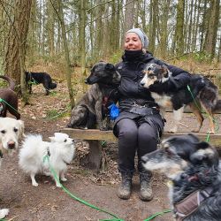 hundetraining gassiservice